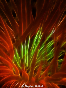 Tube Worm, Photoshopped for fun.  G10 w/ Sea and Sea Stro... by Stephen Holinski 